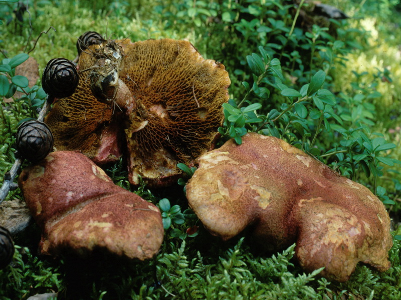 Specie interessanti dalla Lapponia 3 alcune boletaceae